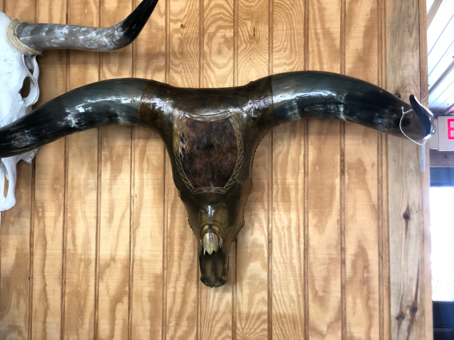 Rawhide Longhorn Head