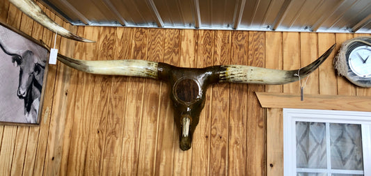 Rawhide Longhorn Head