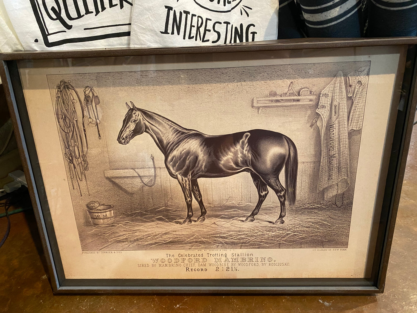 Prized Race Horse picture