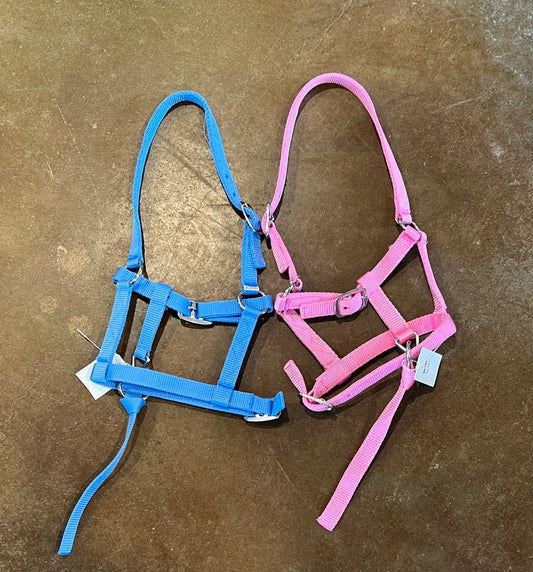Foal Halter