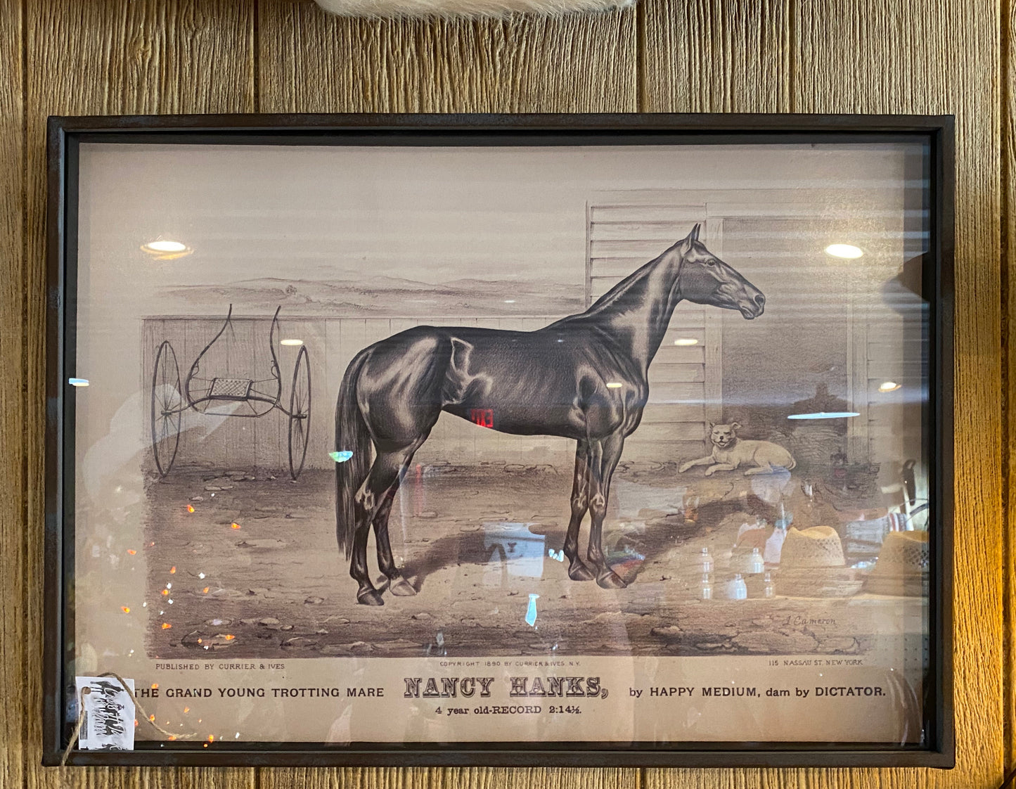 Prized Race Horse picture
