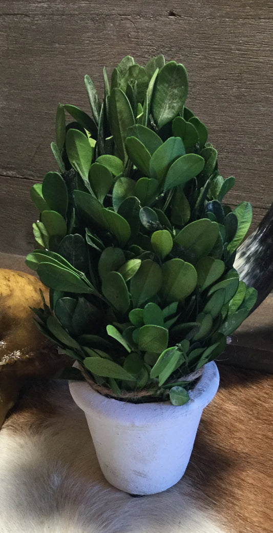 Preserved Boxwood In A Pot