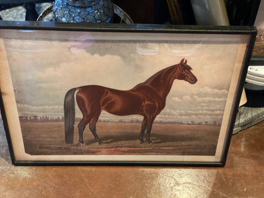 Prized Horse in Pasture