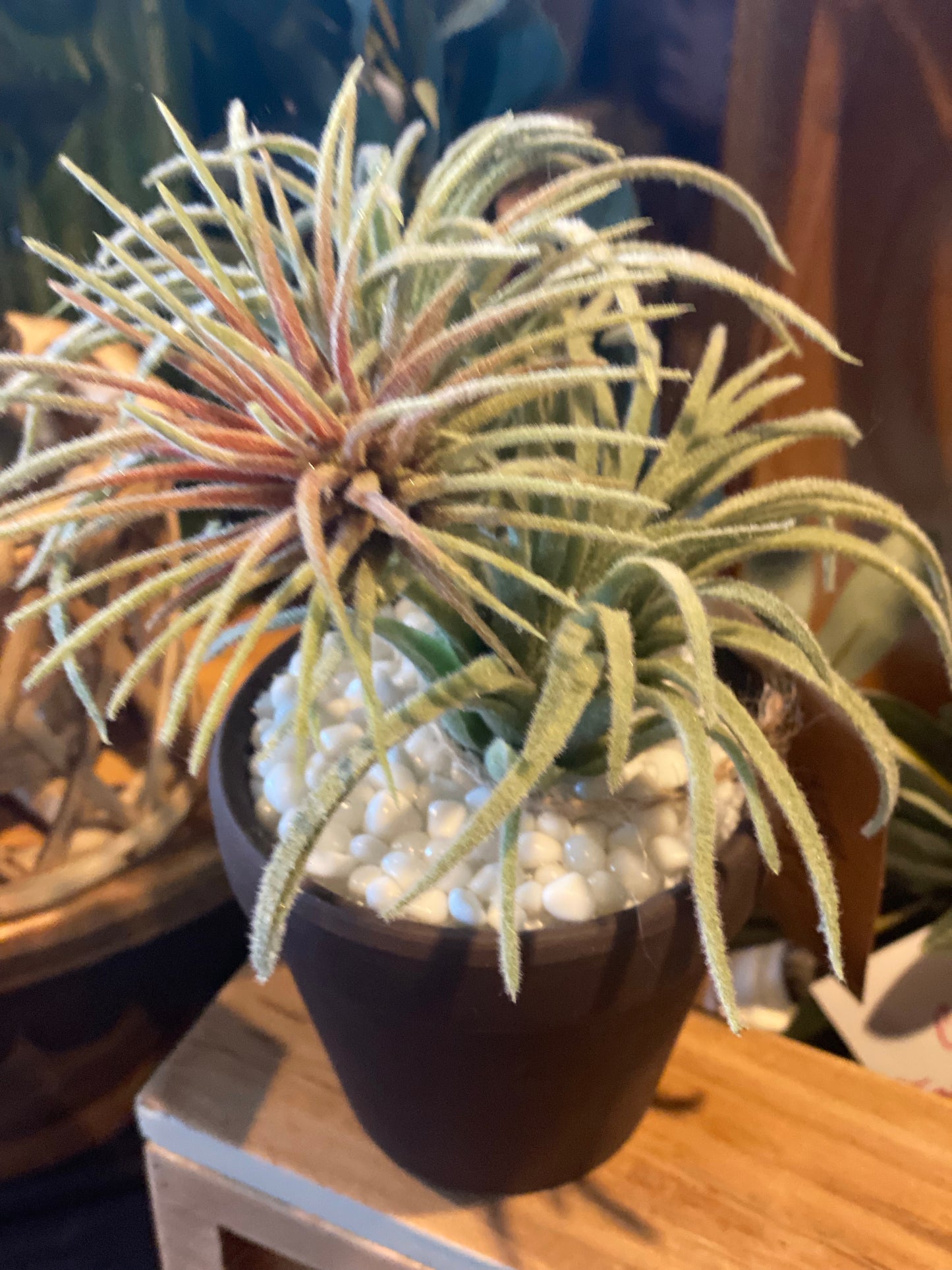 Succulent in a Pot