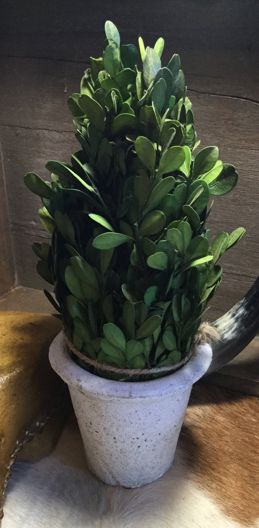 Preserved Boxwood In A Pot